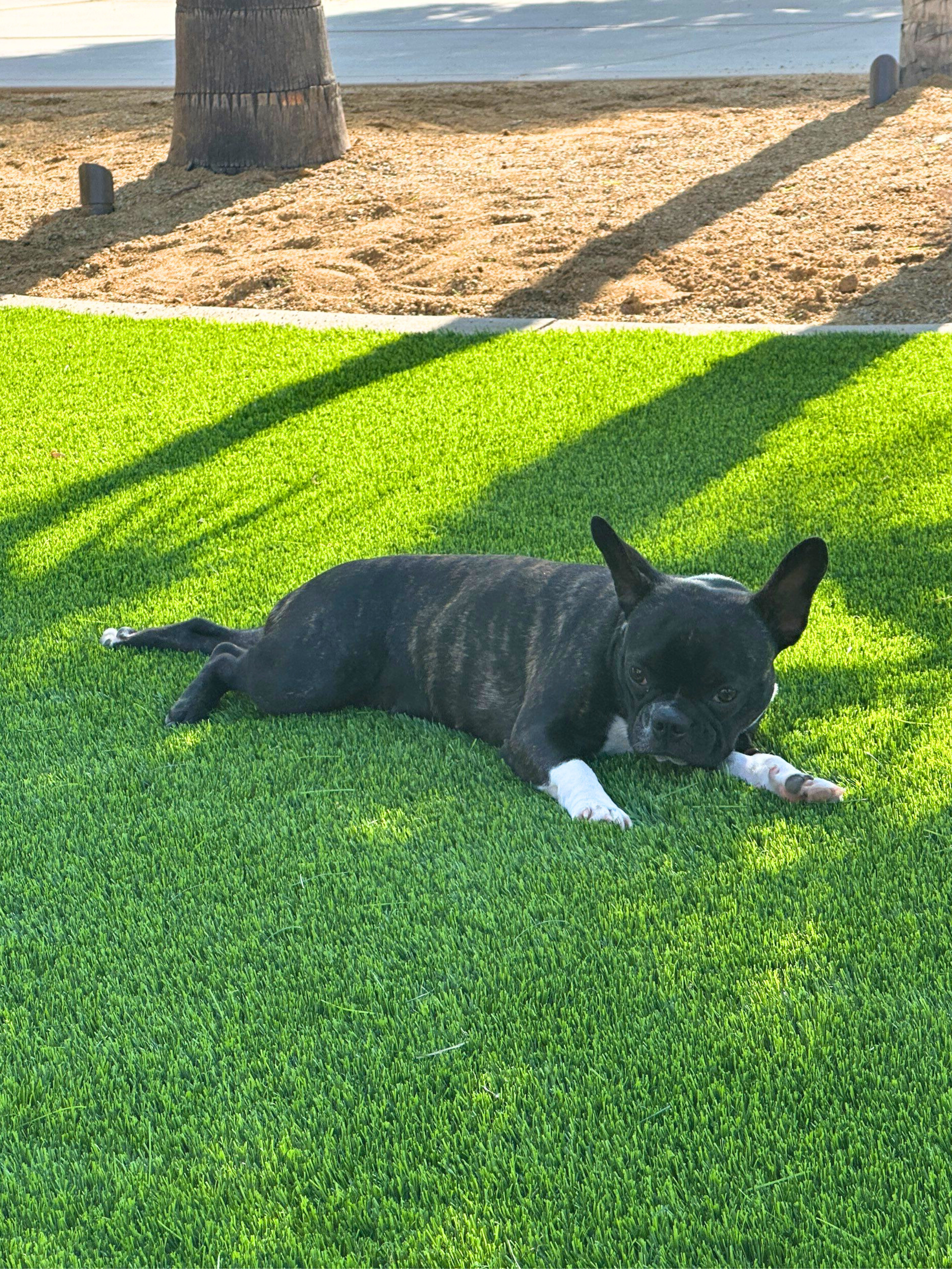 Artificial Grass Turf Safe for Pets Dogs